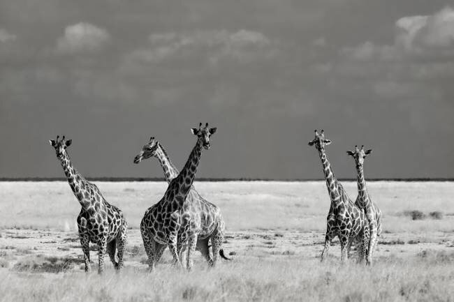 Look Girl Strange Animals Mathilde Guillemot