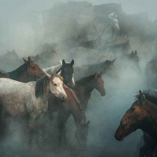 Lost horses Hüseyin Taşkın