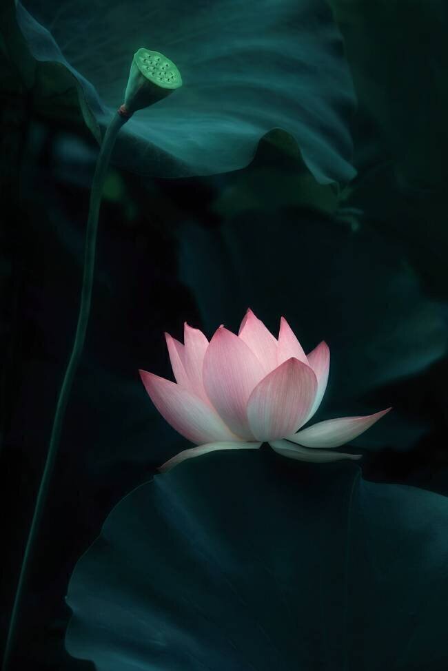 Lotus Flower Catherine W.