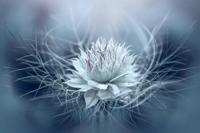 Love-in-a-mist Jacky Parker
