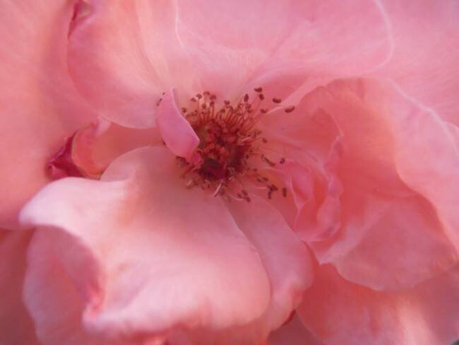 Lovely pink Snezana Petrovic