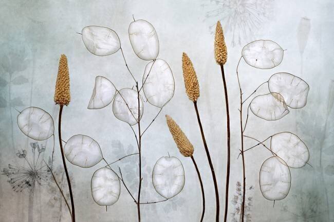 Lunaria Mandy Disher
