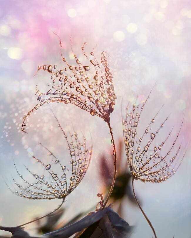 Macro Tanya Markova