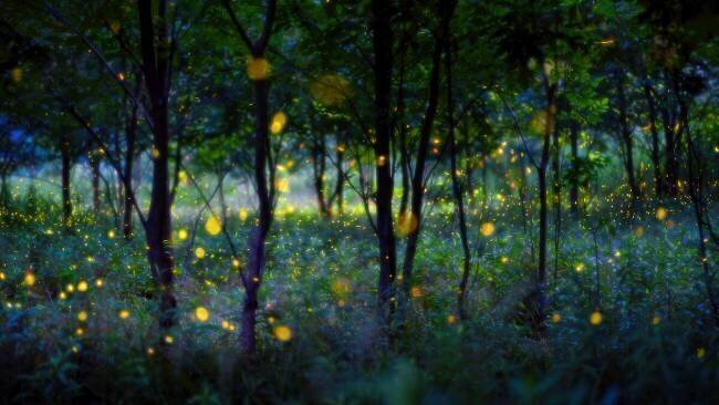 Magic fireflies Hua Zhu