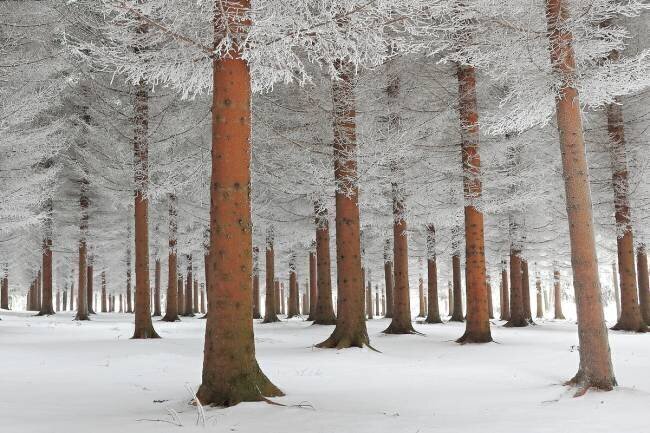 Magical forest Dragisa Petrovic
