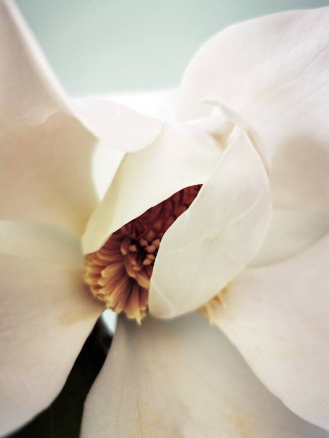 Magnolia Angelo Cerantola