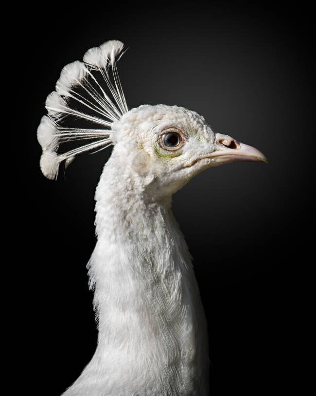 Majestic Fegari