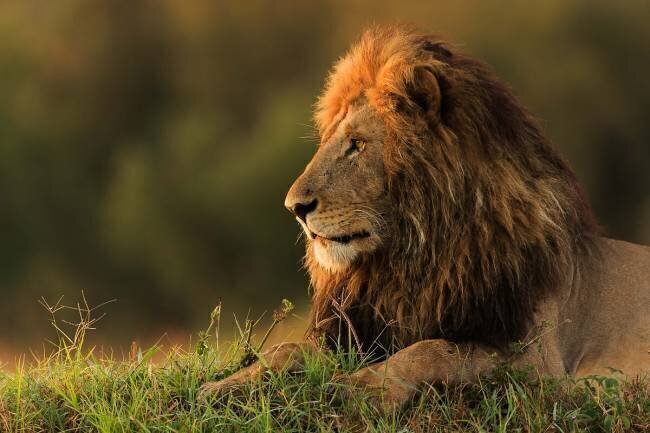 Male lion watching sunrise in Masai Mara Massimo Mei