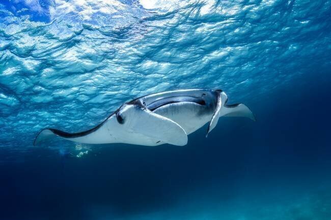 Manta ray Gabriel Barathieu