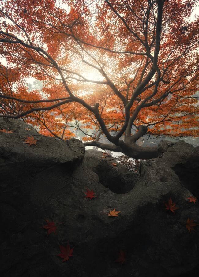 Maple Mituke