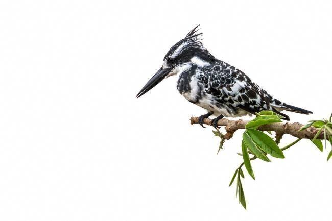 Martin-pêcheur pie (Ceryle rudis) sur une branche, Kruger, Afrique du Sud Patrice Correia