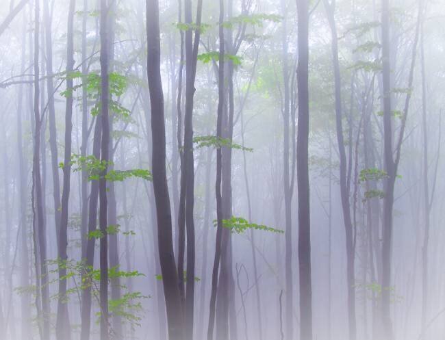 Misty Michel Manzoni