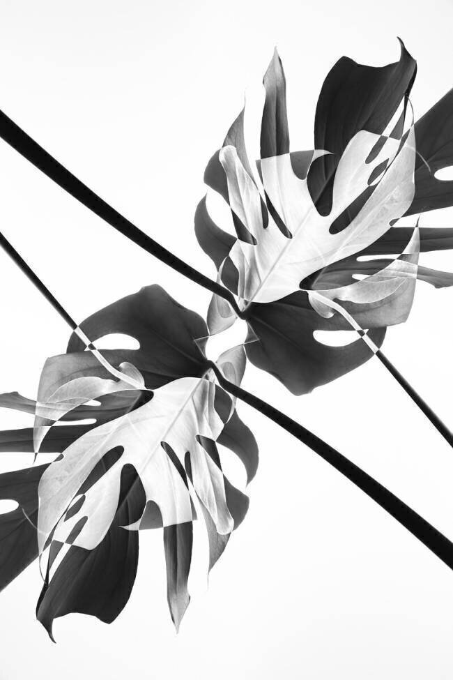 Kaléidoscope de Monstera 03 1x Studio III