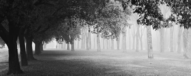 Morning fog Matteo Chiarello 