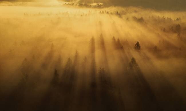 Morning in the forest Ales Krivec