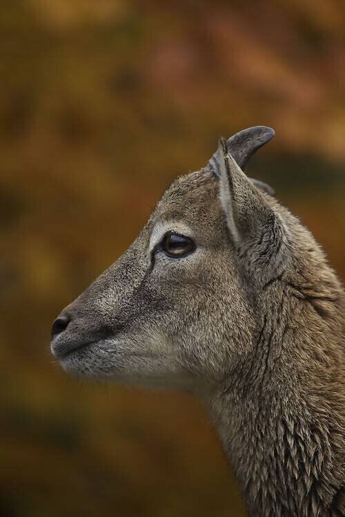 Mouflon Leach & Meriel Lland