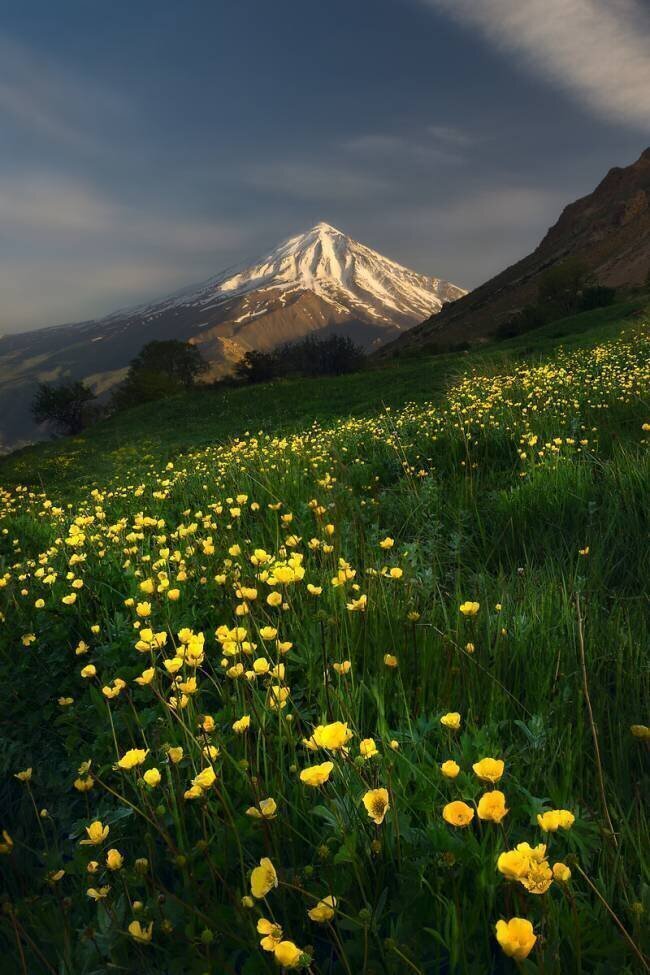 Mount Damavand a Wildflowers Mahnaz Aqayan