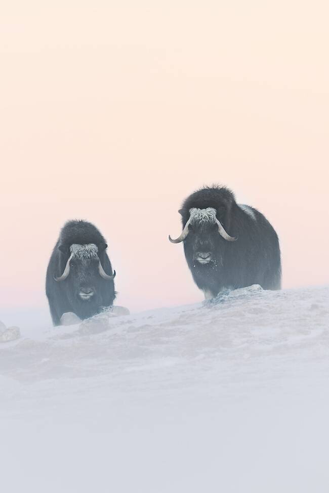 Muskox Roberto Marchegiani