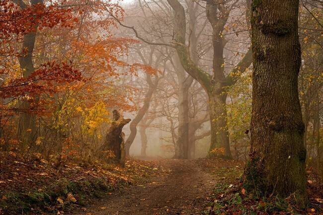 My autumn walk 