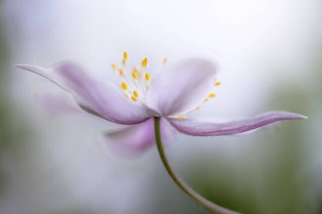 Nemorosa*** Mandy Disher