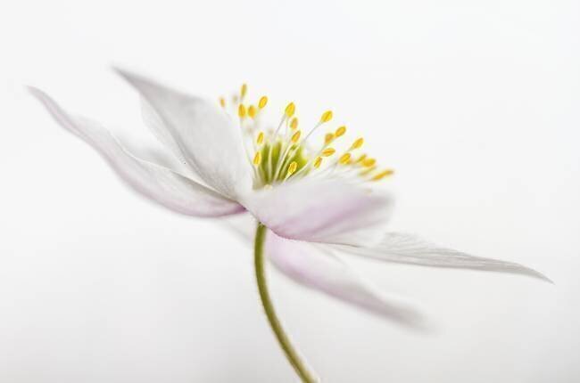 Nemorosa** Mandy Disher