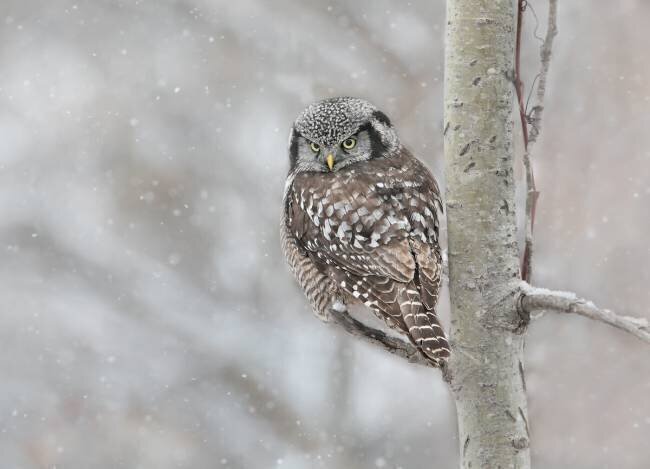Northern Hawk Owl look back Jasmine Suo