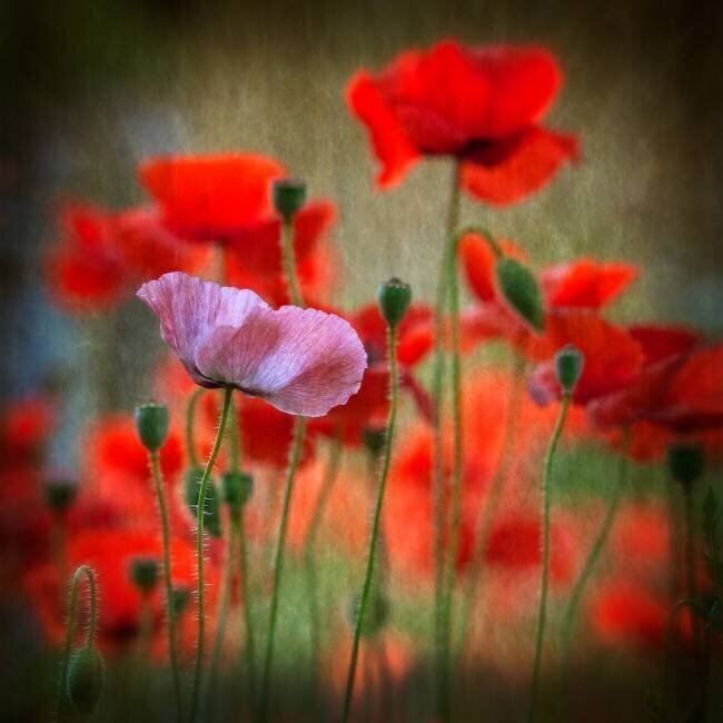 One Anne Worner