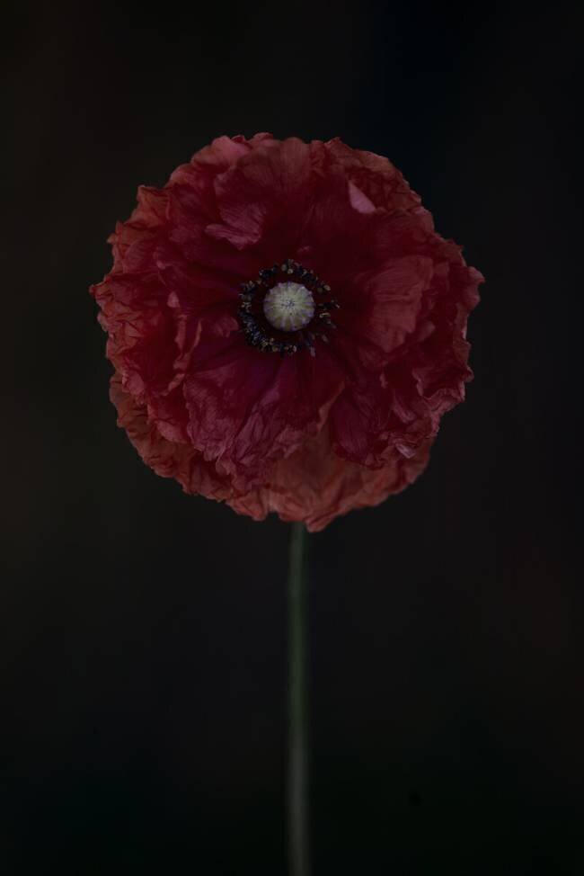 One red poppy Lotte Gronkjar