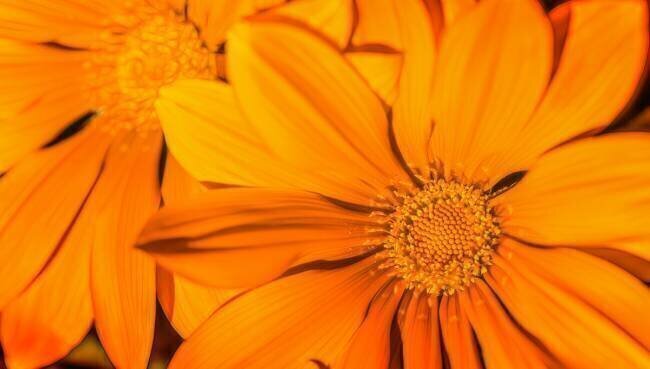 Orange Frederic Gombert