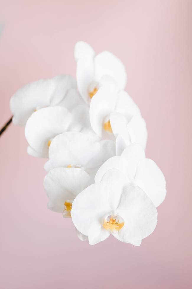 Orchidée 2 1x Studio III