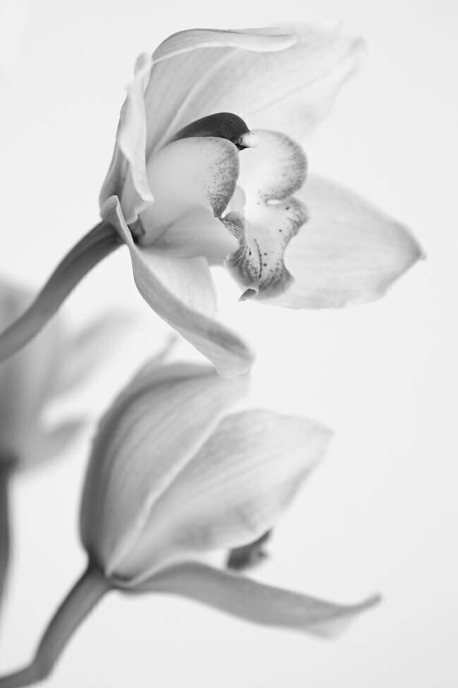 Orchidée Igor Mandich