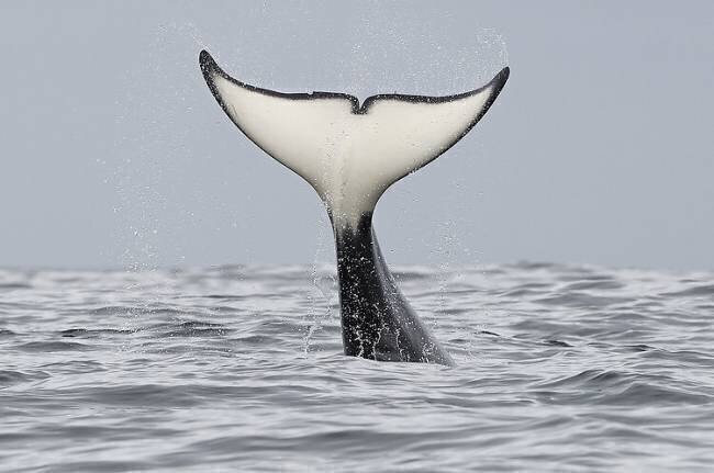 Orque battant la surface de l'eau, baie de Monterey, Californie Chase Dekker