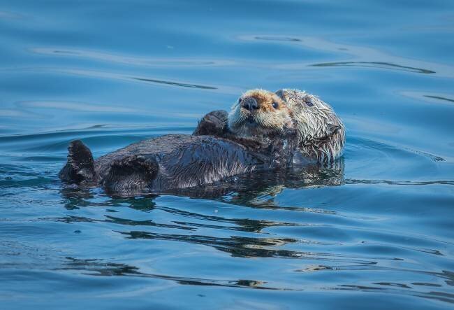 Otters basking in the Alaskan sun Jeffrey C. Sink