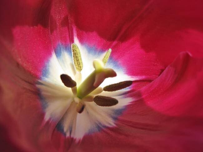 Painted Petals Jennifer L. Hanson
