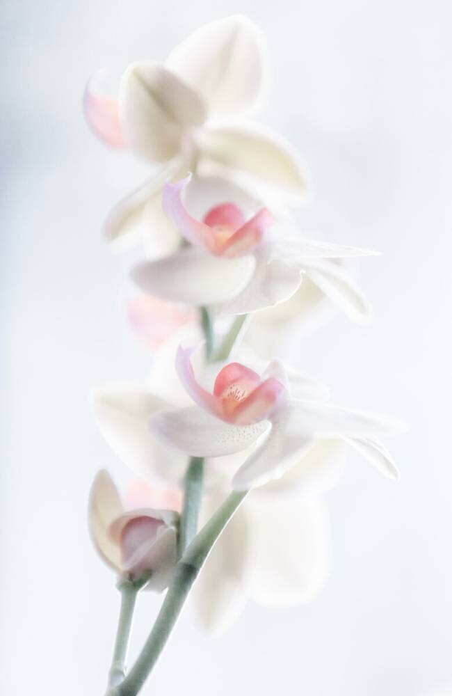 Pale beauty Peter Pfeiffer