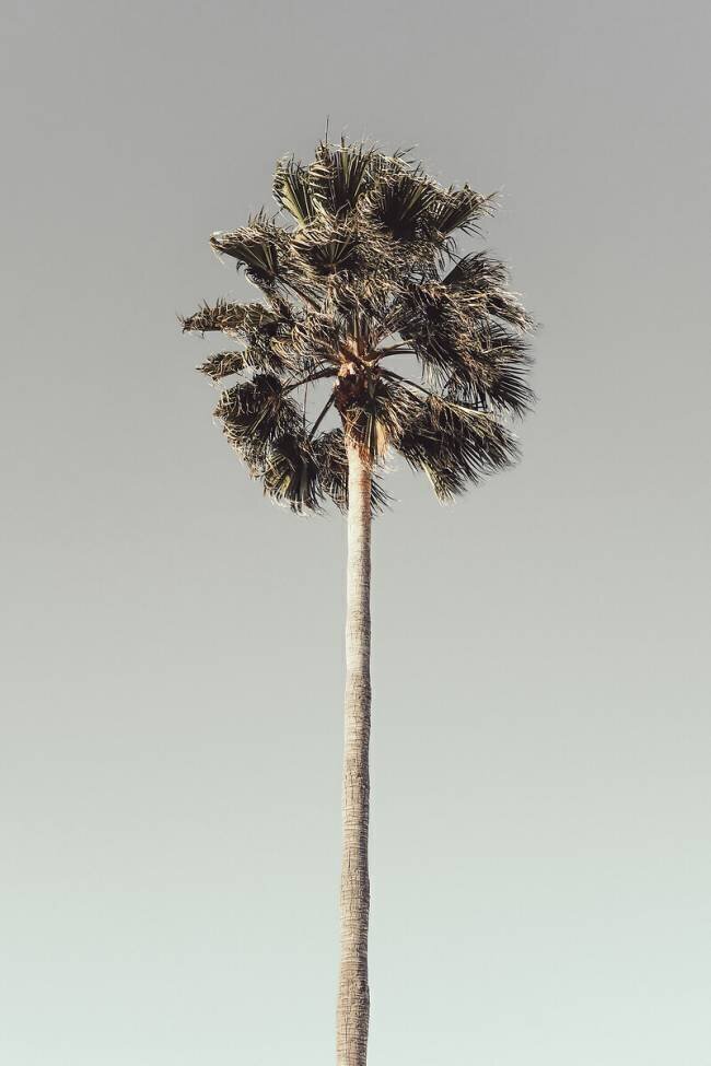 Palm 1 1x Studio III