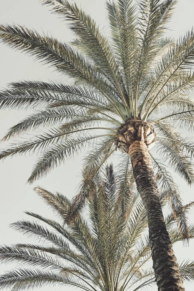 Palm 5 1x Studio III