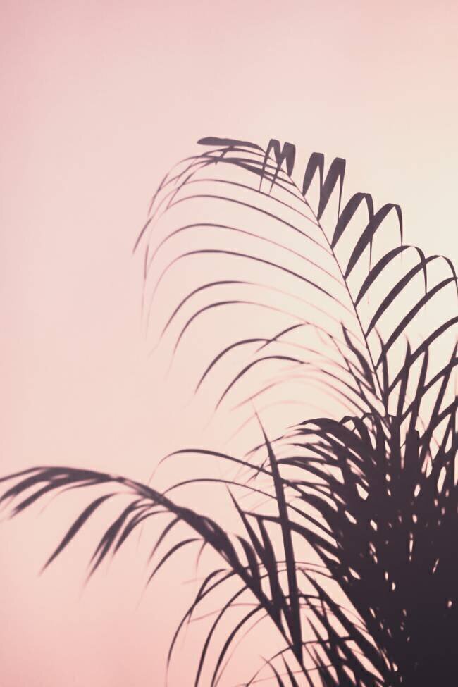 Palm Leaves 1x Studio III
