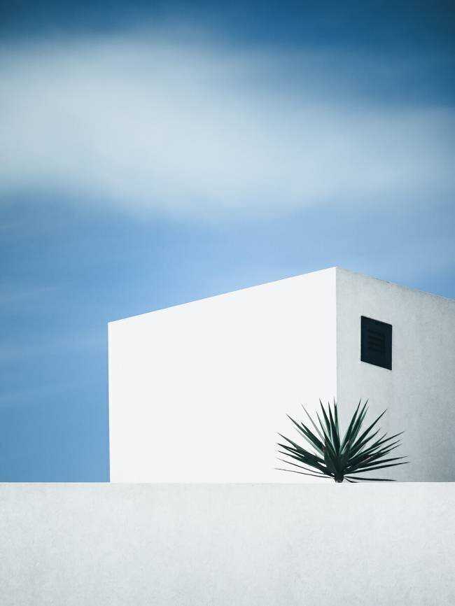 Palm tree Renate Wasinger