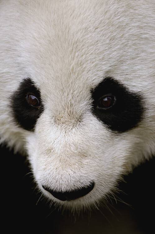 Panda Géant, Ailuropoda melanoleuca Pete Oxford