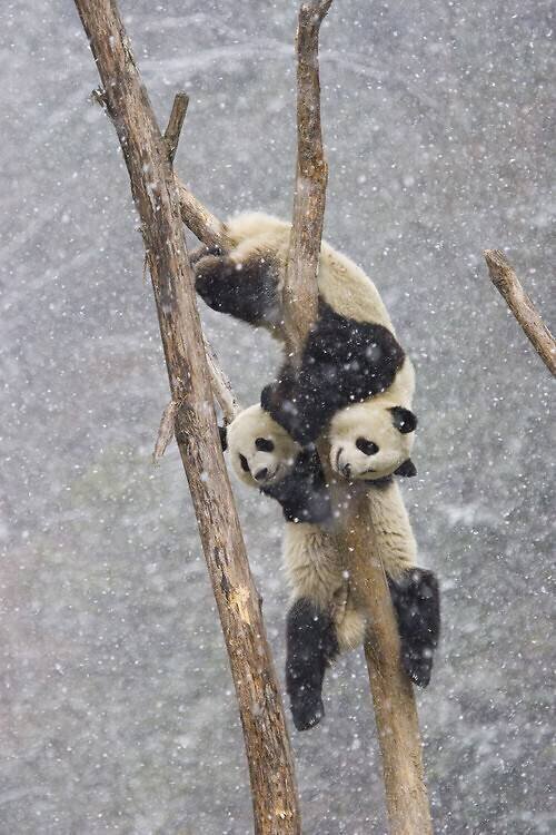 Pandas Juan-Carlos Muñoz