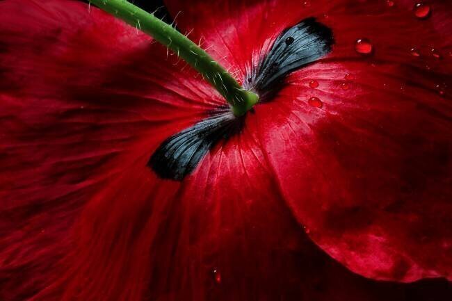 Papaver passion Mandy Disher