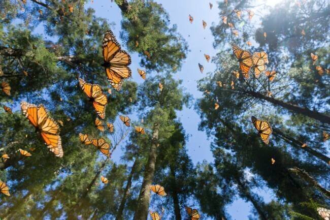 Papillon monarque (Danaus plexippus), Mexique Sylvain Cordier
