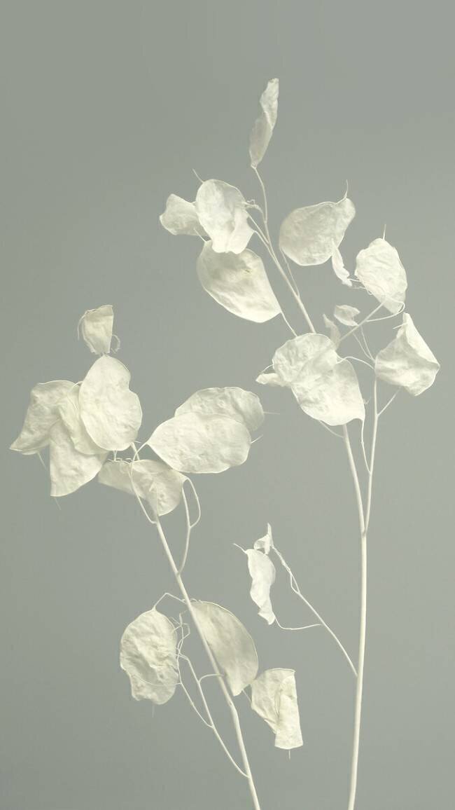 Peaceful Heidi Westum
