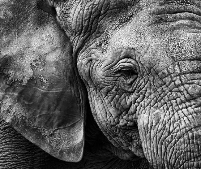 Peau d'éléphant Helena Garcia
