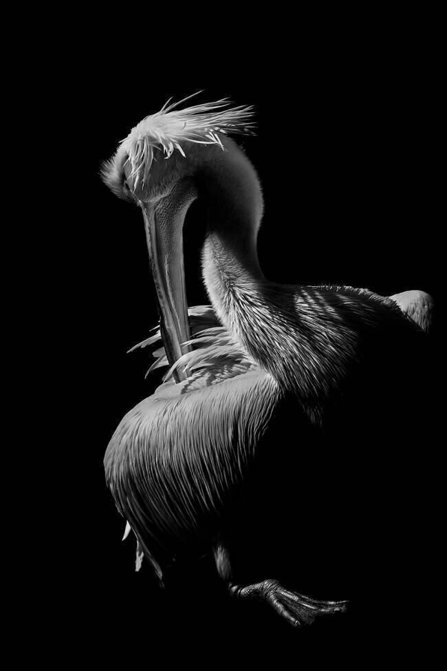 Pelican Jealousy