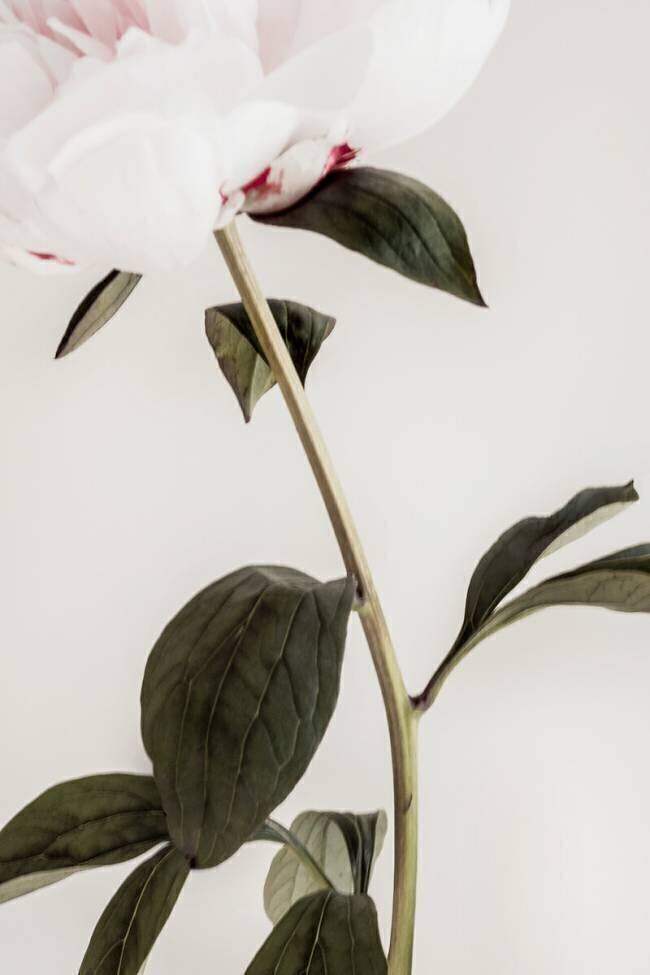 Peony 09 1x Studio III