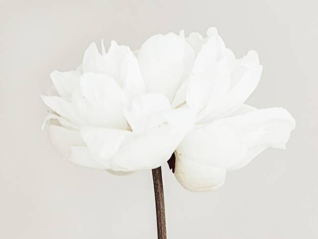 Peony 11 1x Studio III