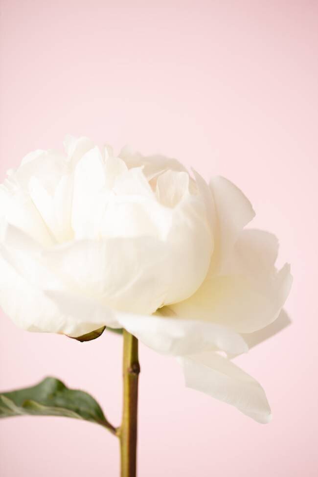 Peony 12 1x Studio III