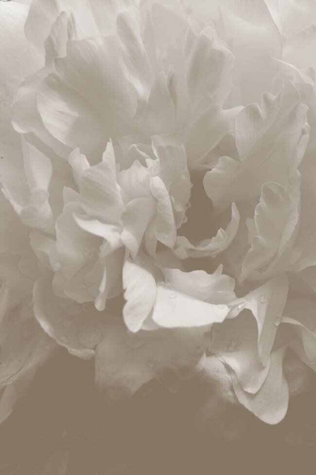 Peony 9 1x Studio III